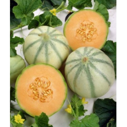 Meloun cukrový - Maltese F1 - semena - 8 ks