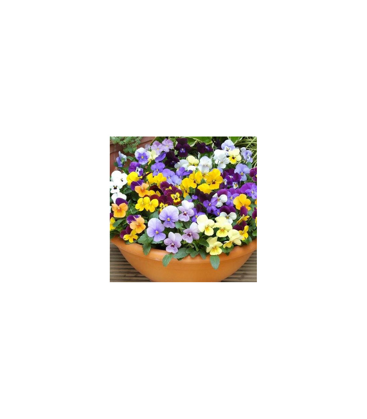 Semínka violek - Viola cornuta - Violka rohatá směs Bambini - prodej semen - 0,2 g