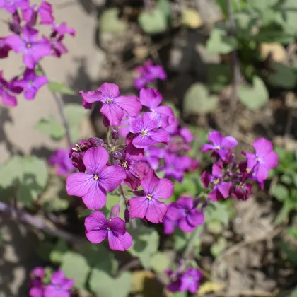 Měsíčnice roční fialová Honesty - Lunaria annua - prodej semen - 50 ks