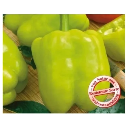 Semínka papriky - Capsicum annuum - Paprika Monte - prodej semen - 5 ks
