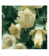 Vilec šplhavý bílý - Cobaea scandens - prodej semen - 7 ks