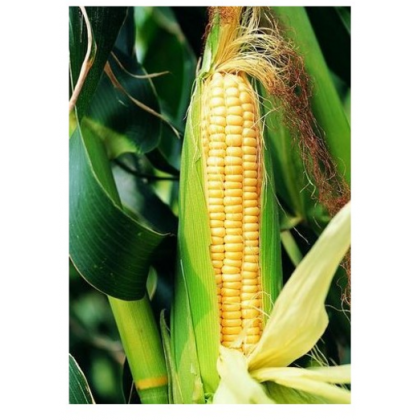 Kukuřice cukrová Ombra F1 - Zea mays - semena - 15 ks
