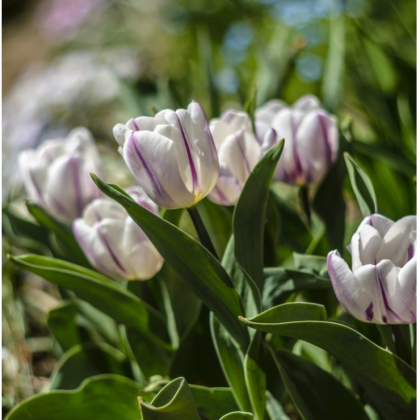 Tulipán Flaming Flag - Tulipa - prodej cibulovin - 3 ks