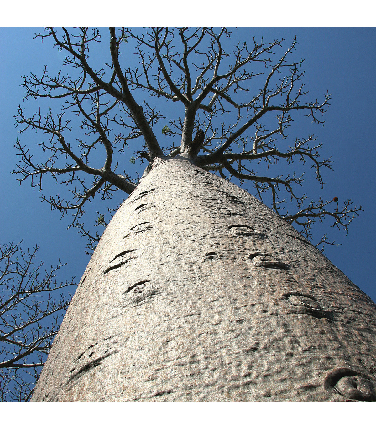 Baobab Za - Adansonia madagascariensis - prodej semen - 3 ks