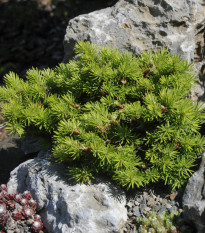 Douglaska tisolistá - Pseudotsuga menziesii - prodej semen - 8 ks