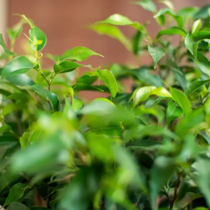 Fíkus Benjamín - Ficus benjamina - prodej semen - 4 ks