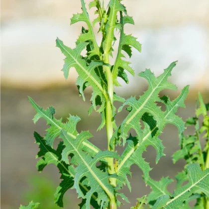 Semínka lociky - Lactuca serriola - Locika kompasová - prodej semen - 10 ks