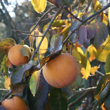 Tomel japonský - Kaki - Diospyros kaki - prodej semen - 4 ks