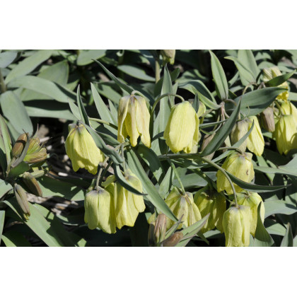 Řebčík pontica - Fritillaria pontica - cibuloviny - 3 ks