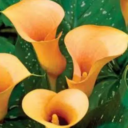 Kala Cameo - Zantedeschia rehmanii - prodej cibulovin - 1 ks