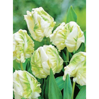 Tulipán White Rebel - Tulipa - cibuloviny - 3ks