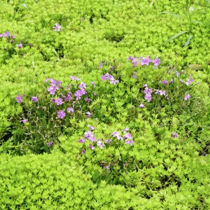 Huseník brvolistý Spring Charm - Arabis blepharophylla - prodej semen - 30 ks