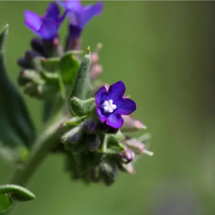 Pilát kapský - Anchusa capensis - prodej semen - 10 ks