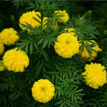 Aksamitník vzpřímený nízký Golden Age - Tagetes erecta nana - prodej semen - 0,3 g