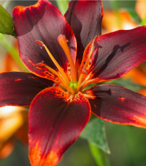 Lilie Zlatohlávek Maroon King - Lilium - prodej cibulovin - 1ks