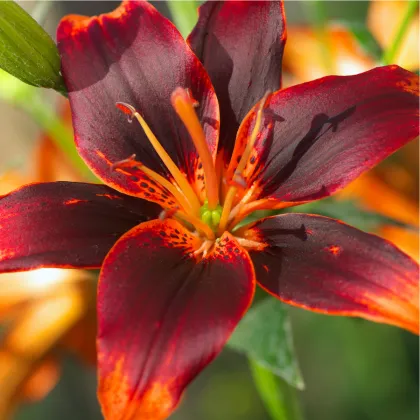 Lilie Zlatohlávek Maroon King - Lilium - prodej cibulovin - 1ks