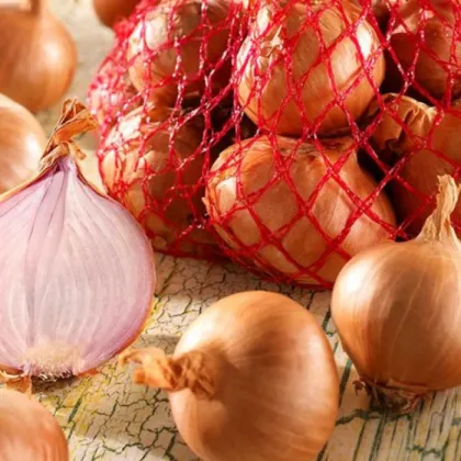 Cibule šalotka Red Sun - Allium Cepa - prodej cibulek - 500 g