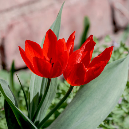 Tulipán vícekvětý Praestans Unicum - cibuloviny - 3 ks