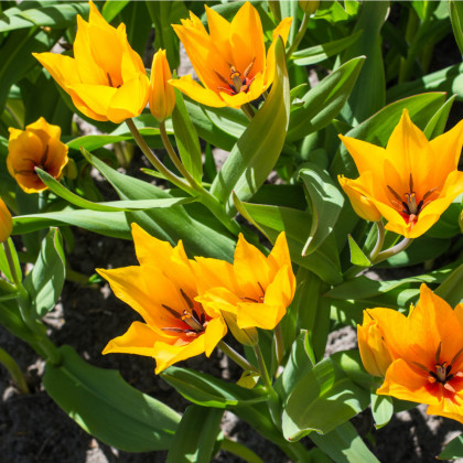 Tulipán vícekvětý praestans Shogun - Tulipa - prodej cibulovin - 3 ks