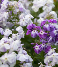 Plaménka latnatá směs barev - Phlox paniculata grandiflora - prodej semen - 15 ks