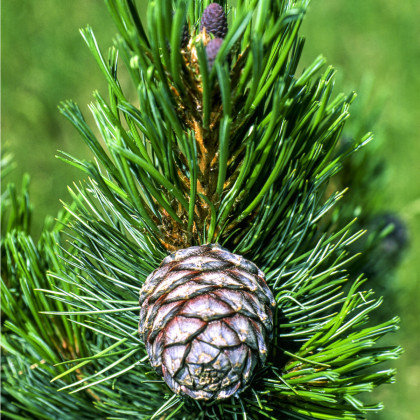 Borovice Limba - Pinus cembra sibirica - prodej semen - 7 ks