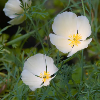 Sluncovka kalifornská bílá - Eschscholzia californica - prodej semen - 450 ks