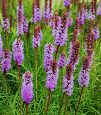 Šuškarda fialová - Liatris spicata - prodej cibulovin - 5 ks