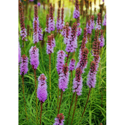 Šuškarda fialová - Liatris spicata - prodej cibulovin - 5 ks