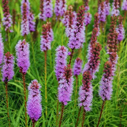 Šuškarda fialová - Liatris spicata - prodej cibulovin - 5 ks