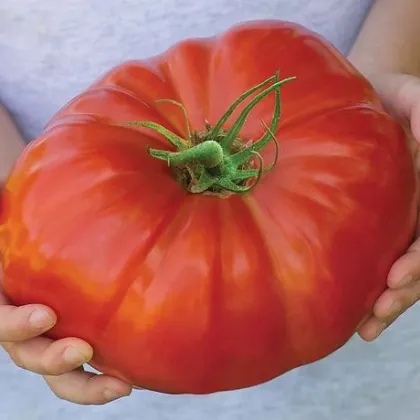 Rajče Gigantomo F1 - Solanum lycopersicum - prodej semen - 5 ks