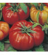 Rajče Costoluto Fiorentino - Solanum lycopersicum - prodej semen - 7 ks