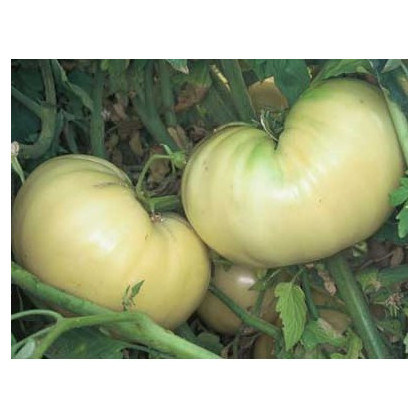 Rajče bílé- semena rajčete- 6 ks