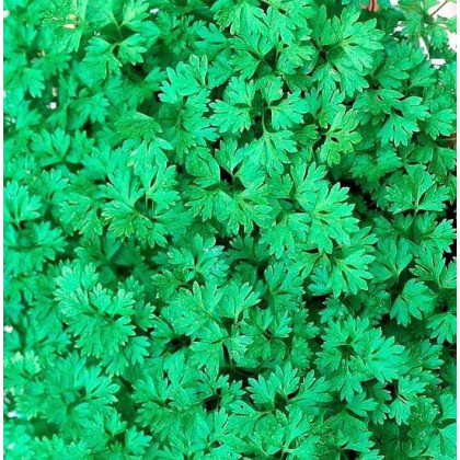 Kerblík setý Fijne Krul - Anthriscus cerefolium crispum - semena - 0,8 gr