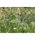 Modrá louka Zvonečková - Planta Naturalis - prodej semen - 10 g