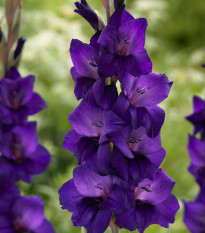 Gladiol Purple Flora - Gladiolus - prodej cibulovin - 3 ks