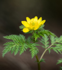 Talovín - Eranthis cilicica - prodej cibulovin - 3 ks