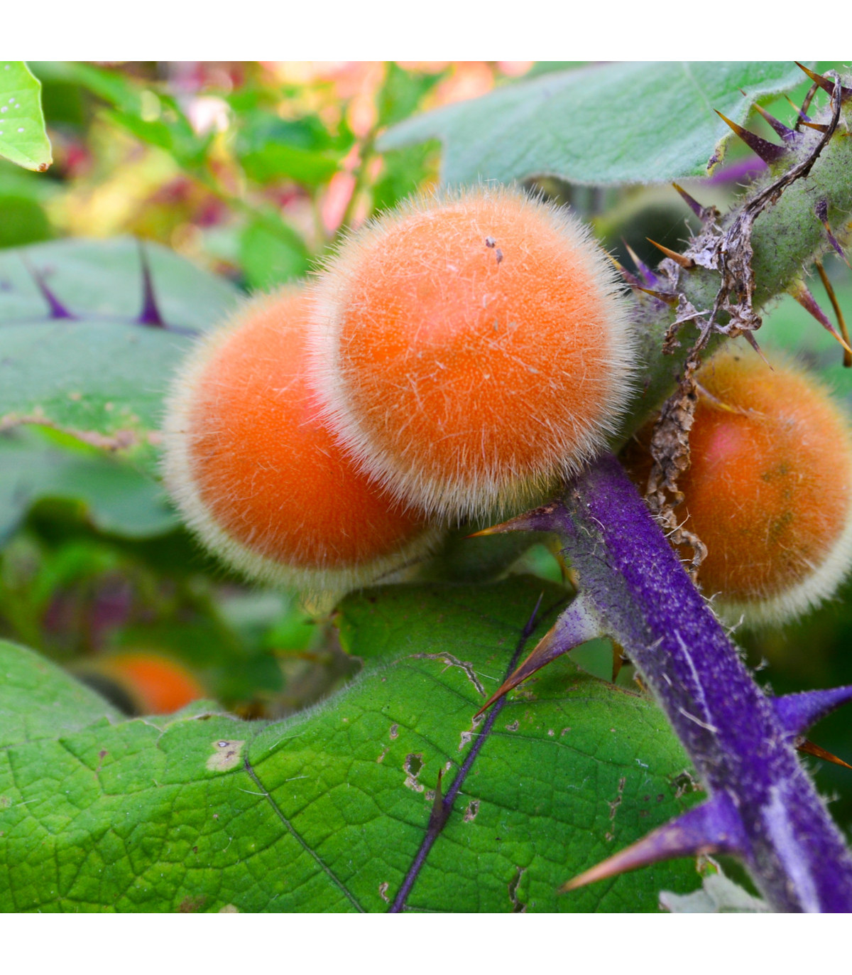 Narančila - Chlupatý pomeranč - Solanum quitoense - prodej semen - 5 ks