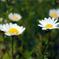 Kopretina balkónová bílá - Chrysanthemum paludosum - prodej semen - 250 ks