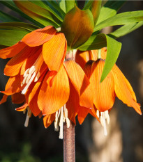 Řebčík královský Aurora - Fritillaria maxima - prodej cibulovin - 1 ks