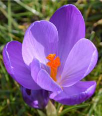 Krokus Tomasiniho Ruby Giant - Crocus tommasinianus - prodej cibulovin - 3 ks