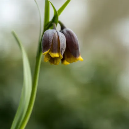 Řebčík Uva vulpis - Fritillaria - prodej cibulovin - 5 ks