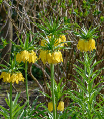 Řebčík královský Lutea - Fritillaria maxima - prodej cibulovin - 1 ks