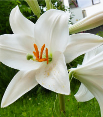 Lilie Canova - Lilium - prodej cibulovin - 1 ks