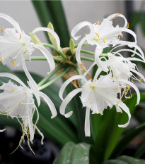 Nerine bílá - Nerine alba - prodej cibulovin - 1 ks