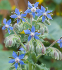 BIO Brutnák lékařský - Borago officinalis - prodej bio semen - 20 ks