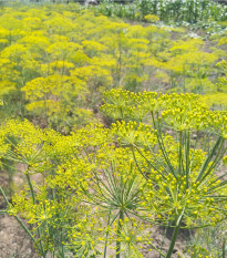 BIO Fenykl kořeninový - Foeniculum ssp. - prodej bio semen - 35 ks