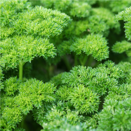 BIO Petržel Zelená Perla - Petroselinum crispum - prodej bio semen - 1 g