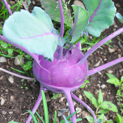 BIO Kedluben Azur - Brassica oleracea - prodej bio semen - 50 ks