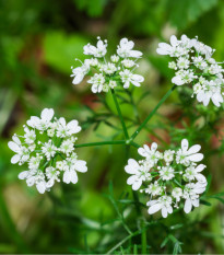 BIO Koriandr setý - Coriandrum sativum - prodej bio semen - 100 ks