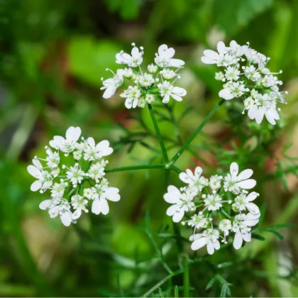 BIO Koriandr setý - Coriandrum sativum - prodej bio semen - 100 ks